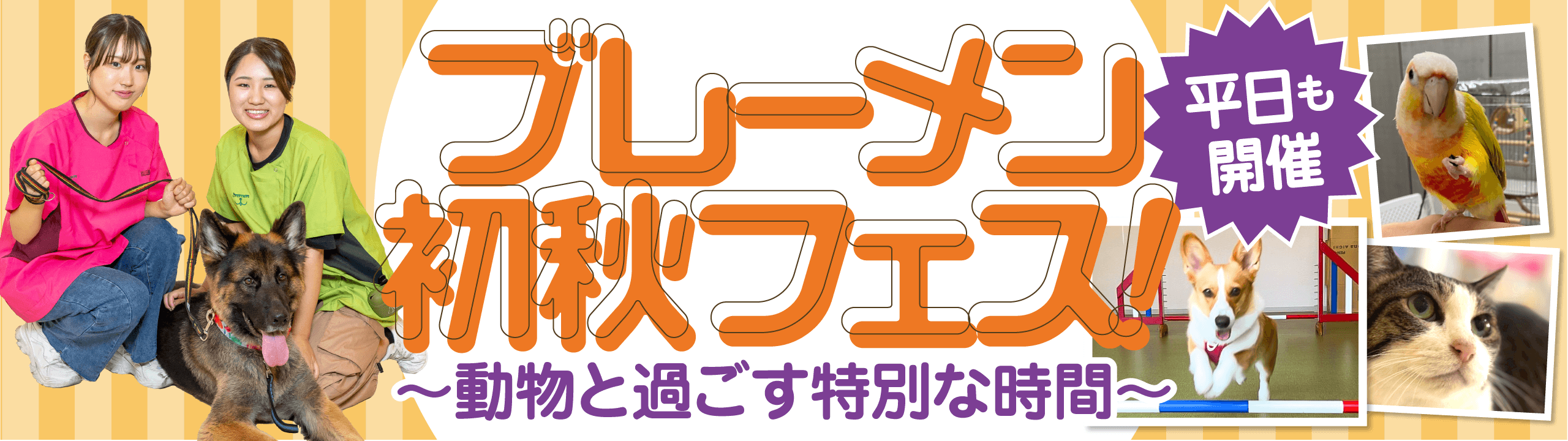 夏フェス